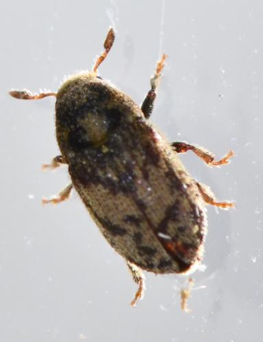 Réf. 276 680 : Hylesinus sp.